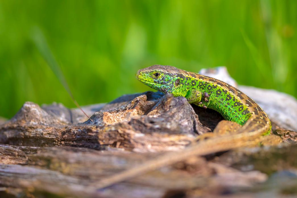 Foto van een groene zandhagedis