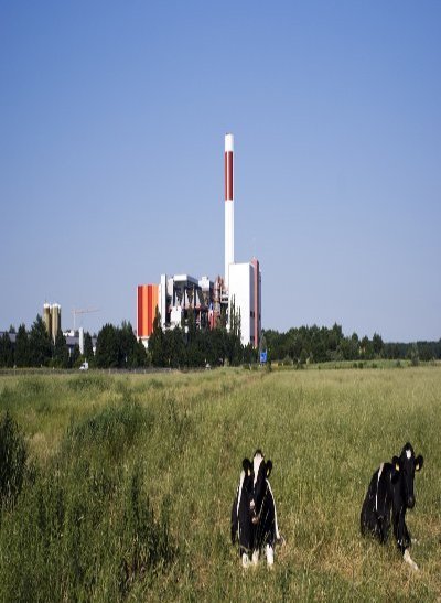 Koeien in het veld met een fabriek op de achtergrond