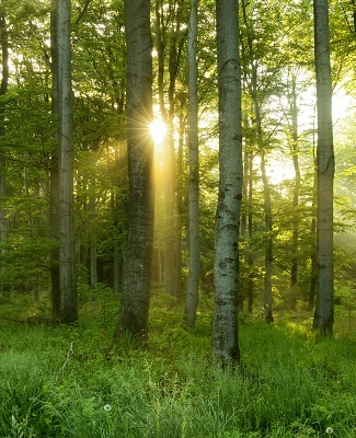 Foto van een loofbomenbos