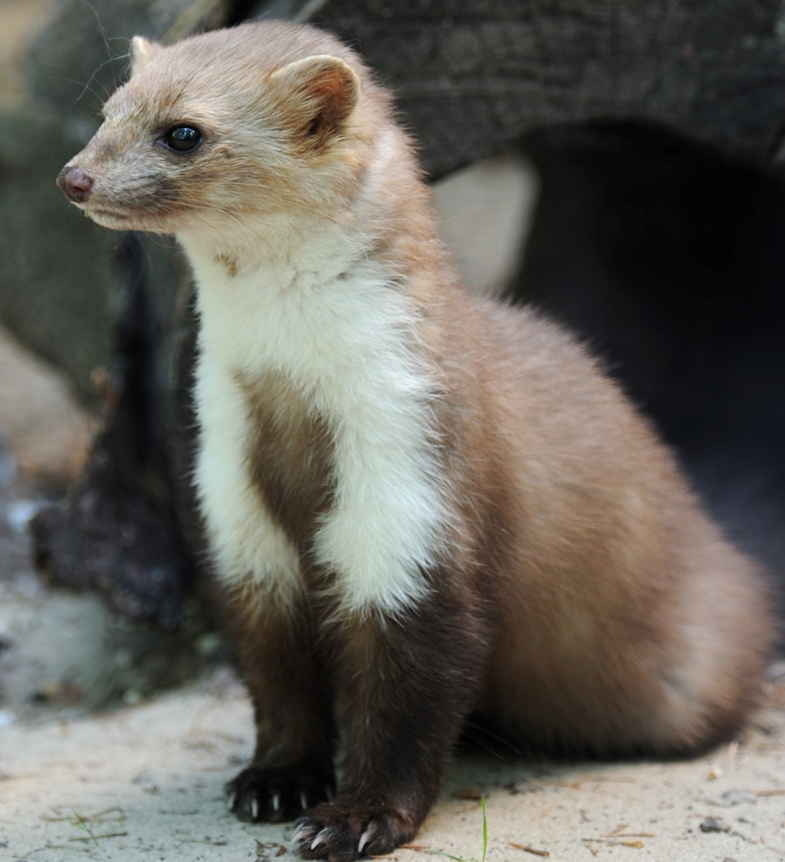 De marter voor een schuilplaats
