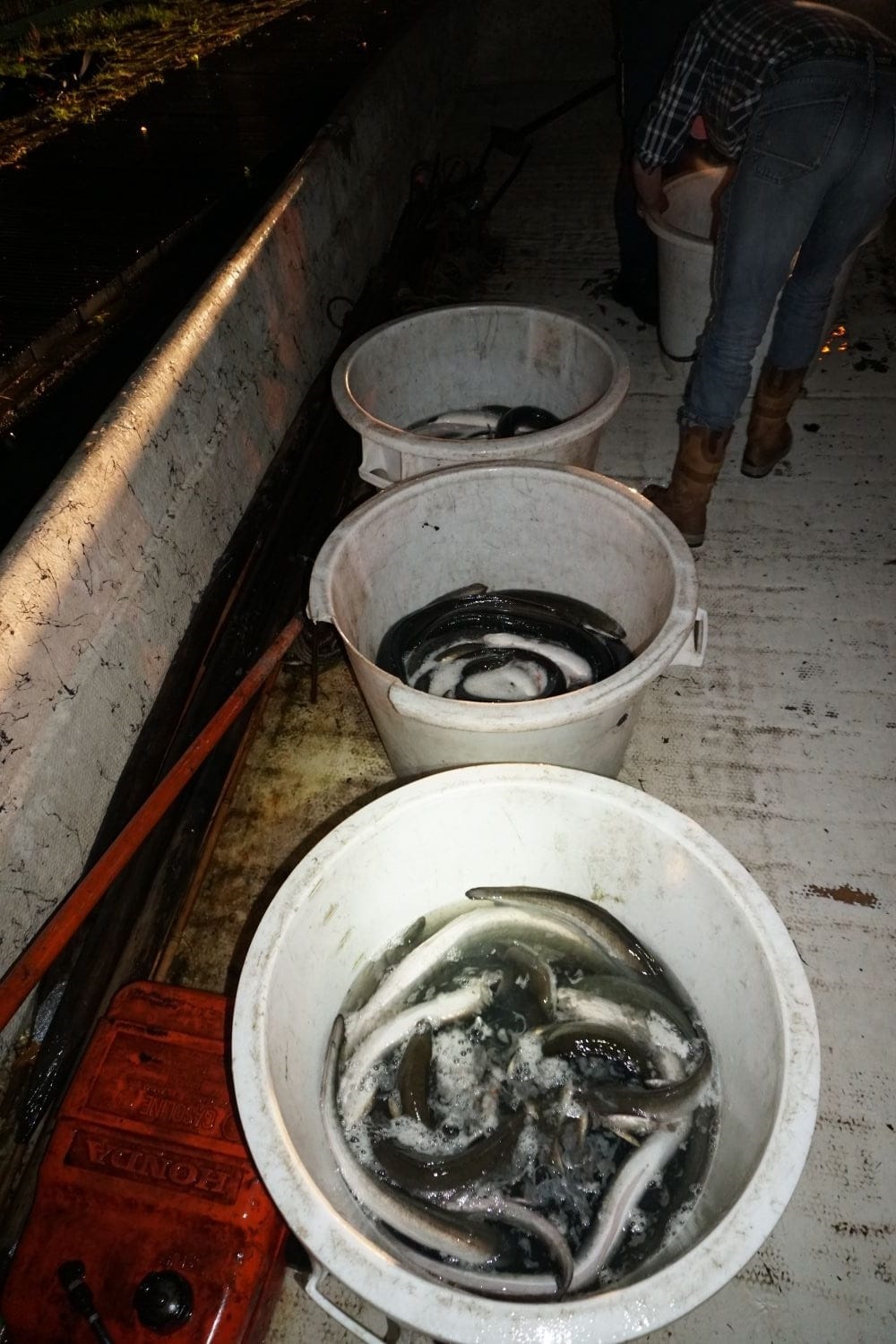 Paling in emmers op boot