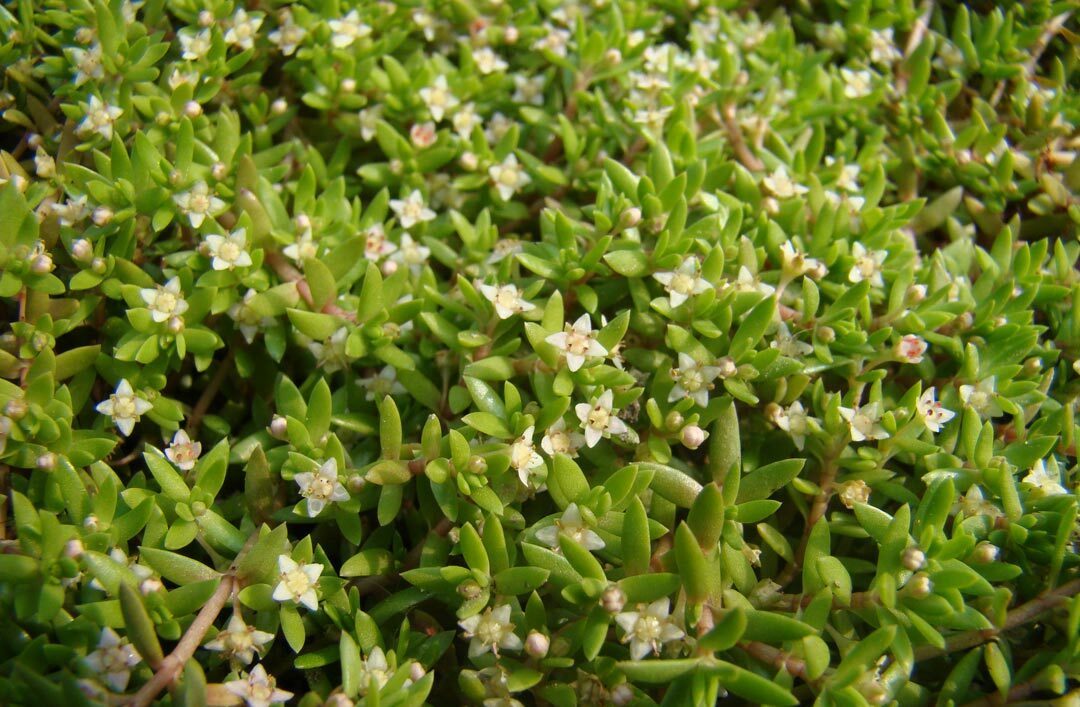 De watercrassula plant