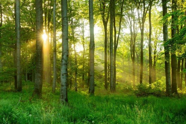 Stikstof natuurbos