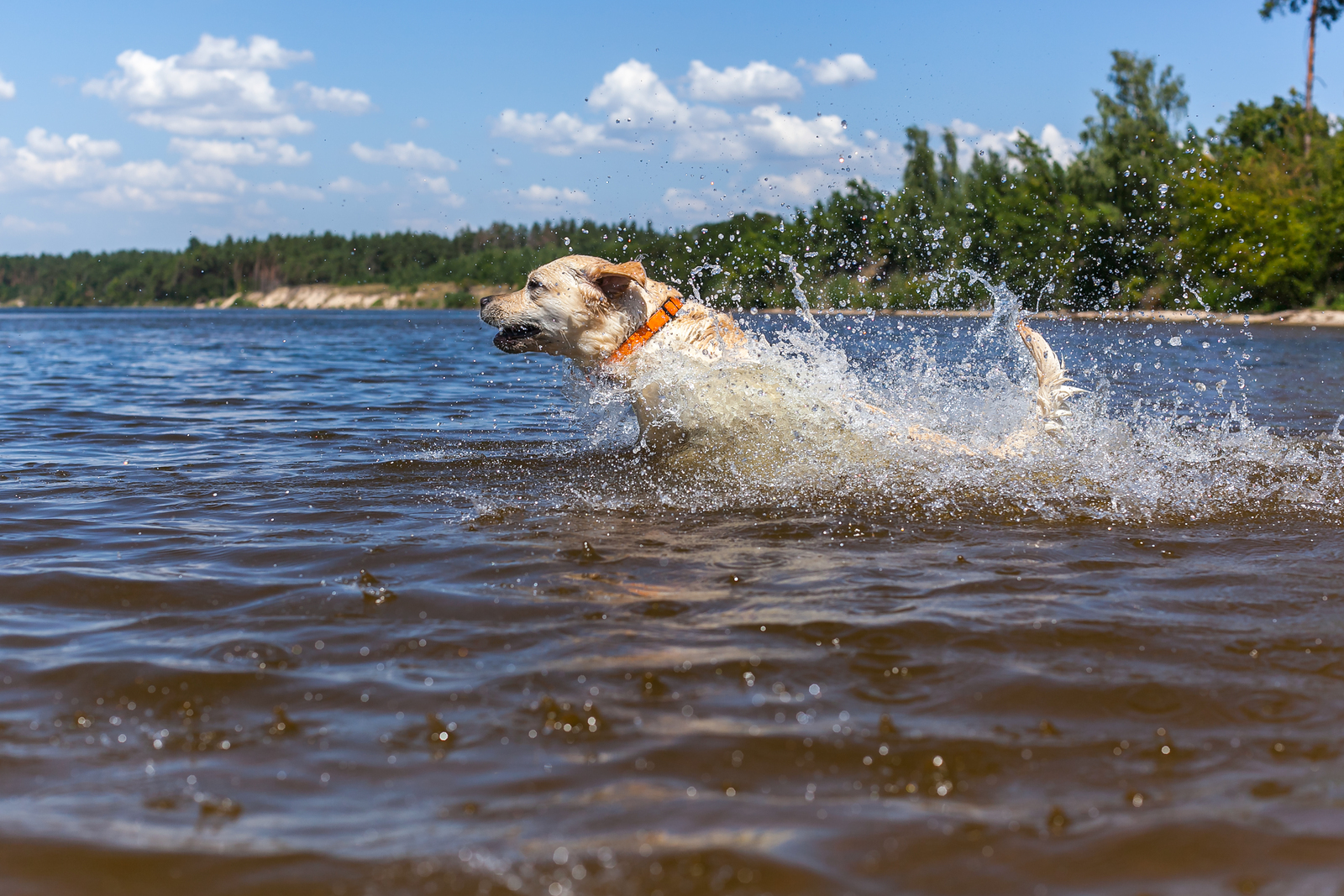 hond in water 